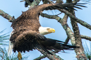 Eagle, Florida