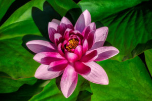 flower, nature, photograph, pink, water lily, floral, lotus