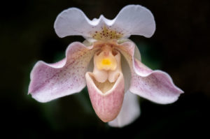 flower, nature, photograph, pink, orchid, Venus Slipper, floral, white