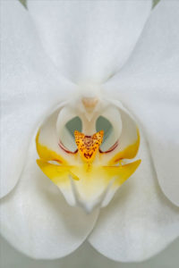 flower, nature, photograph, white, Orchid, floral