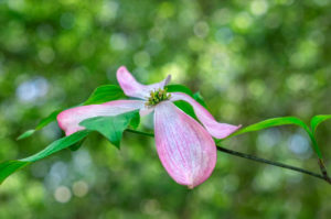 Dogwood, tree, flower, pink, green, nature