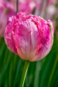 tulip, flower, nature, photograph, floral, pink