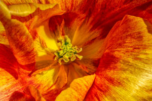 tulip, flower, nature, photograph, floral, orange, yellow