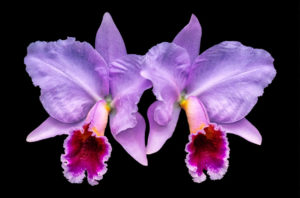 Cattleya, orchid, purple, twin, flower, nature, photograph, floral