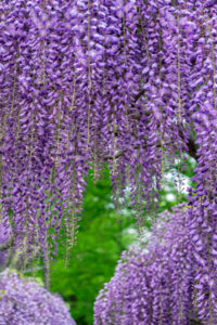 flower, nature, photograph, Wisteria, purple, floral