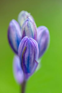 flower, nature, photograph, purple, blue, bud, floral
