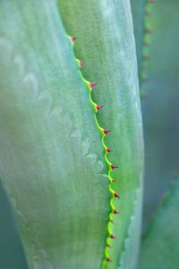 botanical, abstract, green, photograph, nature, agave, succulent