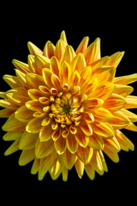 yellow, flower, Dahlia, floral, photograph, nature