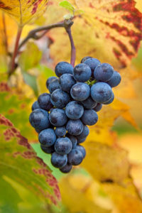 Burgundy, grapes, bunch, nature, vineyard, autumn