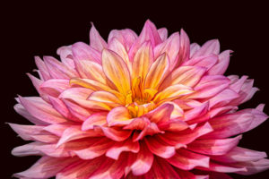 Dahlia, flower, nature, photograph, floral, pink