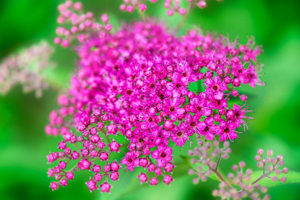 flower, nature, photograph, pink, Spiraea, floral