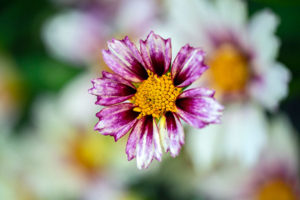flower, nature, photograph, purple, Coreopsis, floral
