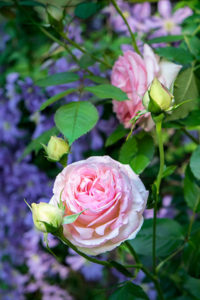 flower, nature, photograph, pink, rose, Heirloom Rose, floral