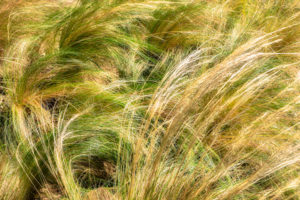 feathergrass, ornamental, grass, golden, blowing, nature