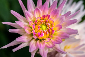 flower, nature, photograph, pink, Dahlia, floral