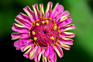 flower, nature, photograph, pink, Zinnia, floral