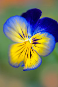 flower, nature, photograph, pansy, blue, yellow, floral