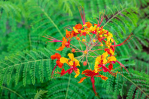 flower, nature, photograph, orange, yellow, Pride of Barbados, floral