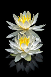 flower, water lily, white, nature, photograph, lotus