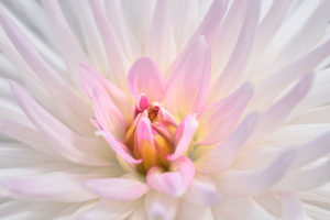 Dahlia, flower, nature, photograph, floral, white, pink
