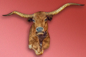 Texas, longhorn, steer, taxidermy, mount, trophy