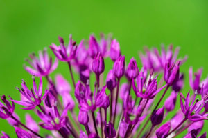 flower, nature, photograph, Allium, purple, lime green, floral