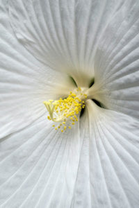 flower, nature, photograph, white, Hibiscus, floral