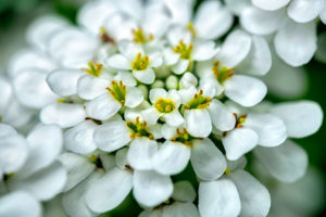 flower, nature, photograph, white, Rock Cress, floral