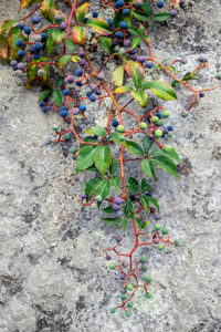 botanical, photograph, nature, granite, rock, berries, blue, plant