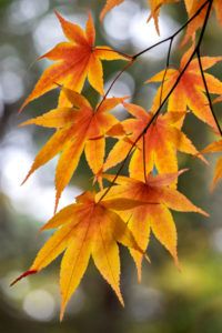 autumn, foliage, orange, leaf, Japanese Maple, nature