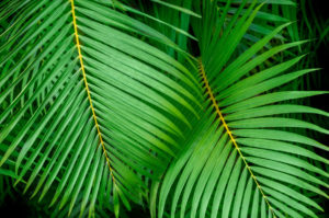 botanical, abstract, green, leaf, palm, photograph, nature