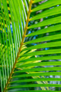 botanical, abstract, green, leaf, palm, photograph, nature