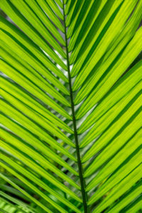 Palm, leaf, lime green, abstract, pattern, nature
